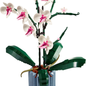 Orchidee 10311